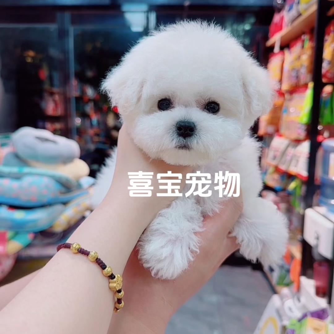 郑州喜宝宠物——精品比熊 雪纳瑞 泰迪熊