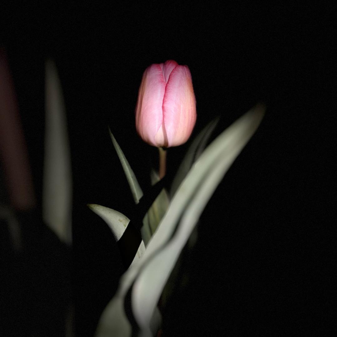 住在银河系的Sissi