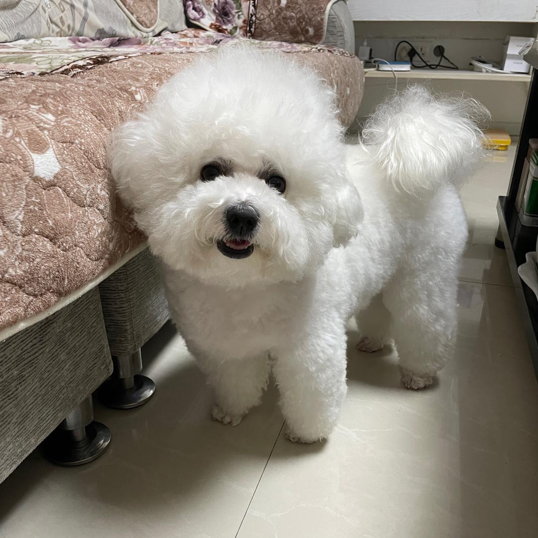 妞妞🐶