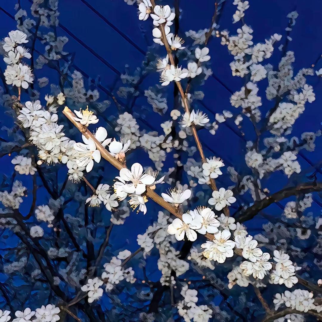 .柒