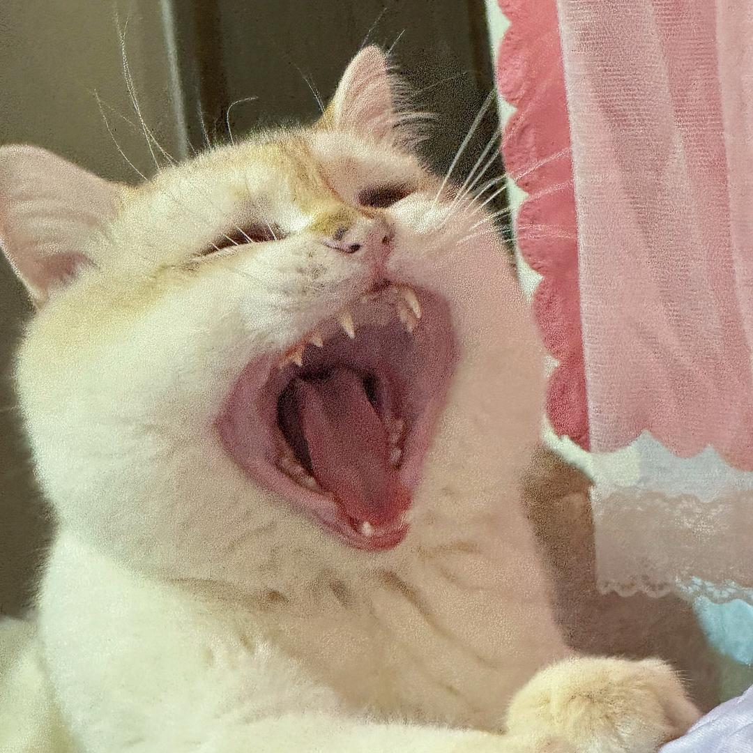 旺仔是只🐱