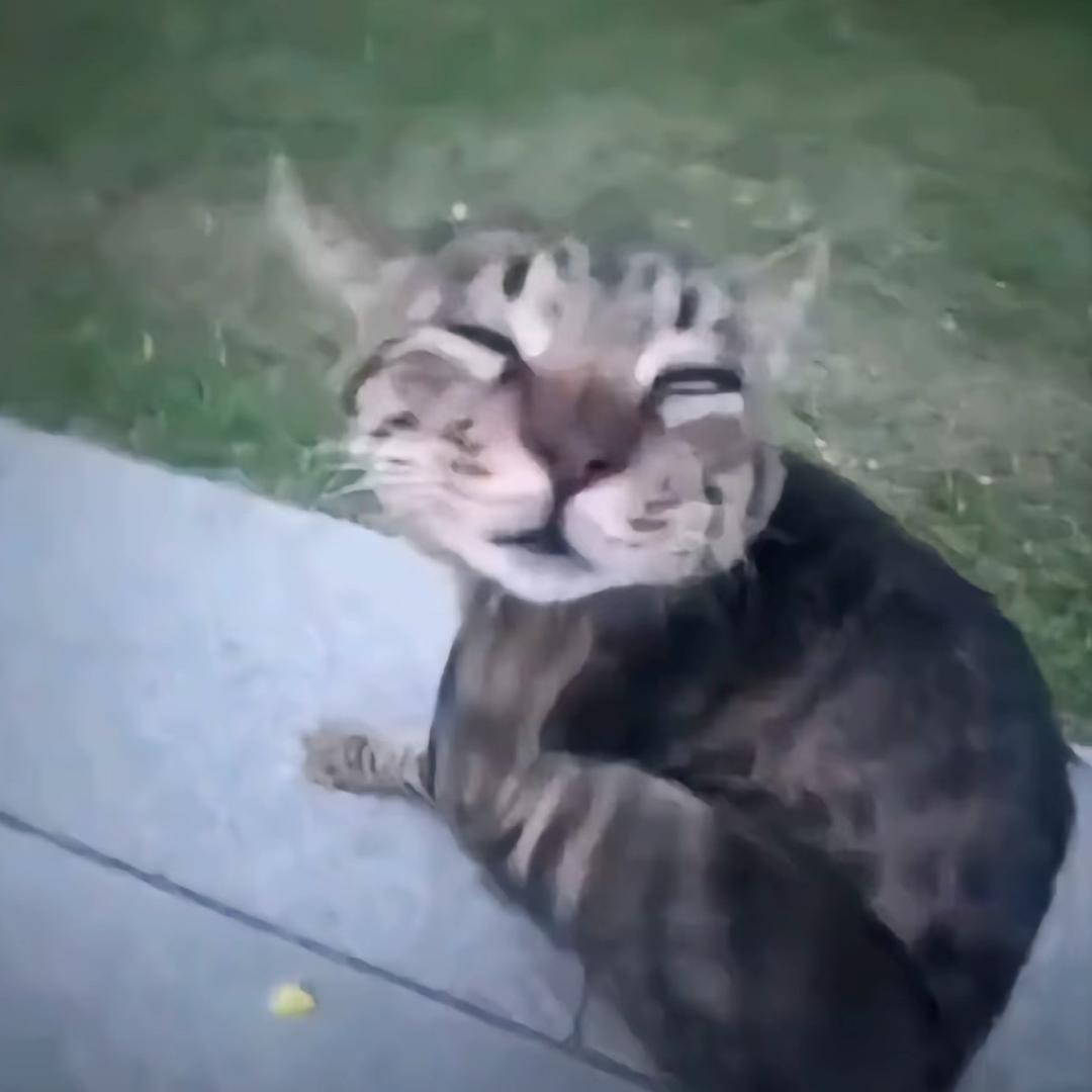 小猫吃小鱼🐟