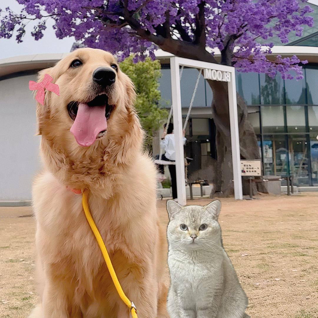 金毛乖乖&金点不乖