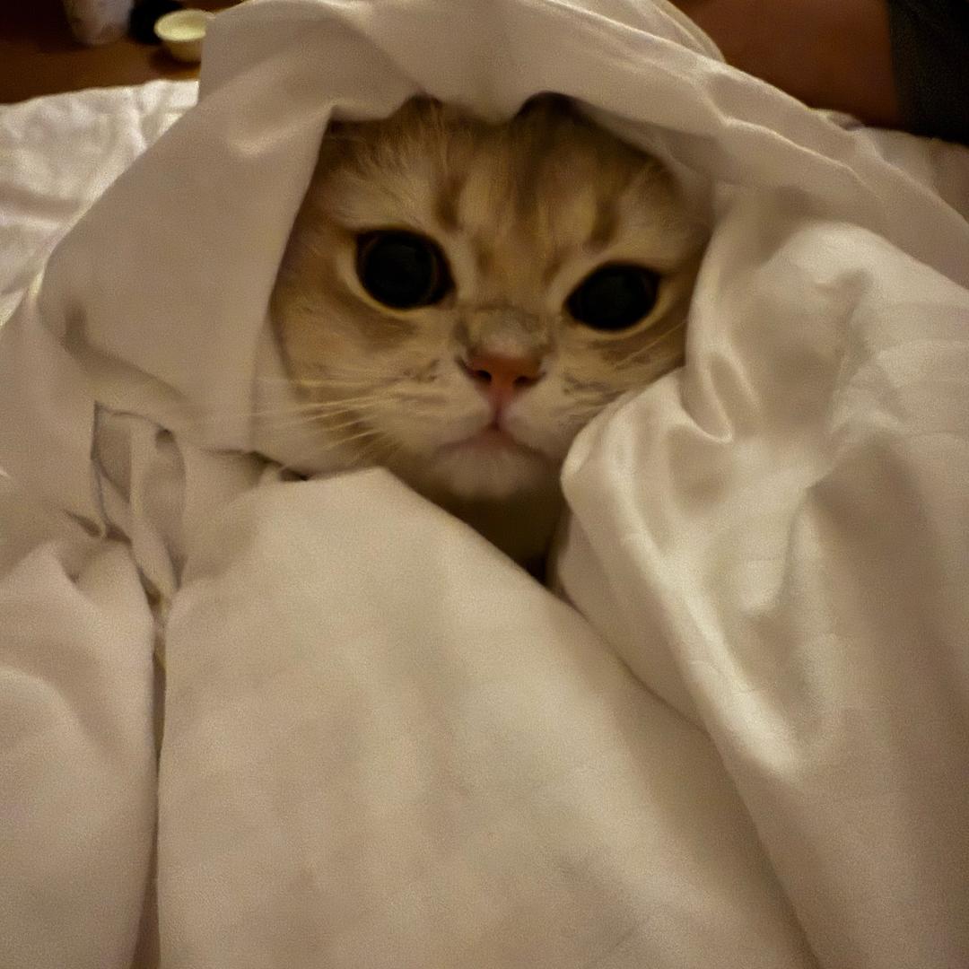 懒蛋不是扁蛋.🐱