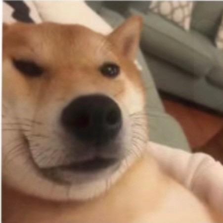 会游泳的唧唧豹
