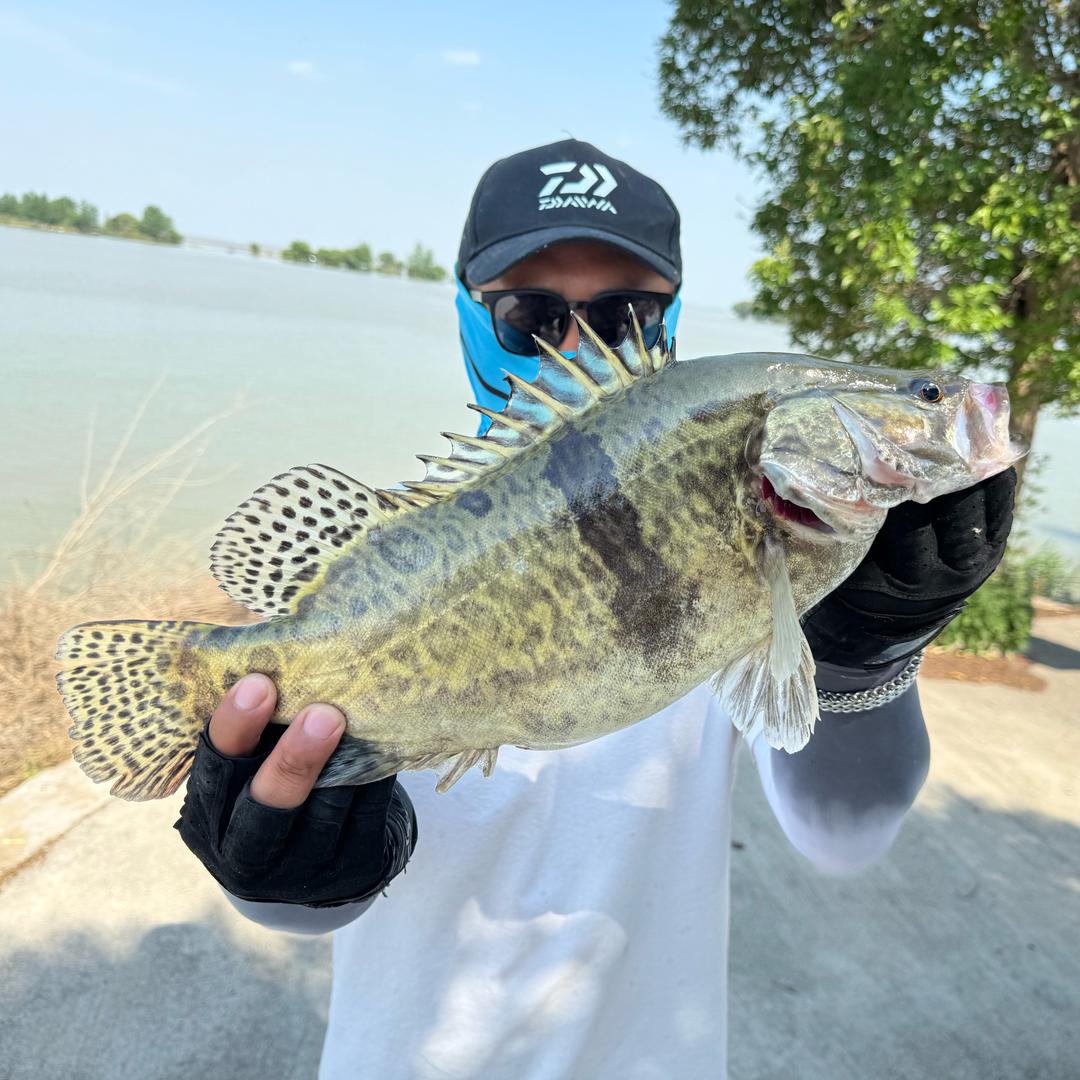 🎣阿鳜先生