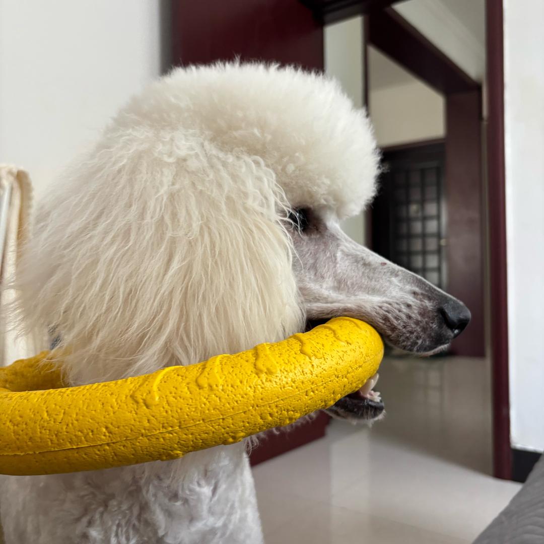 十七·