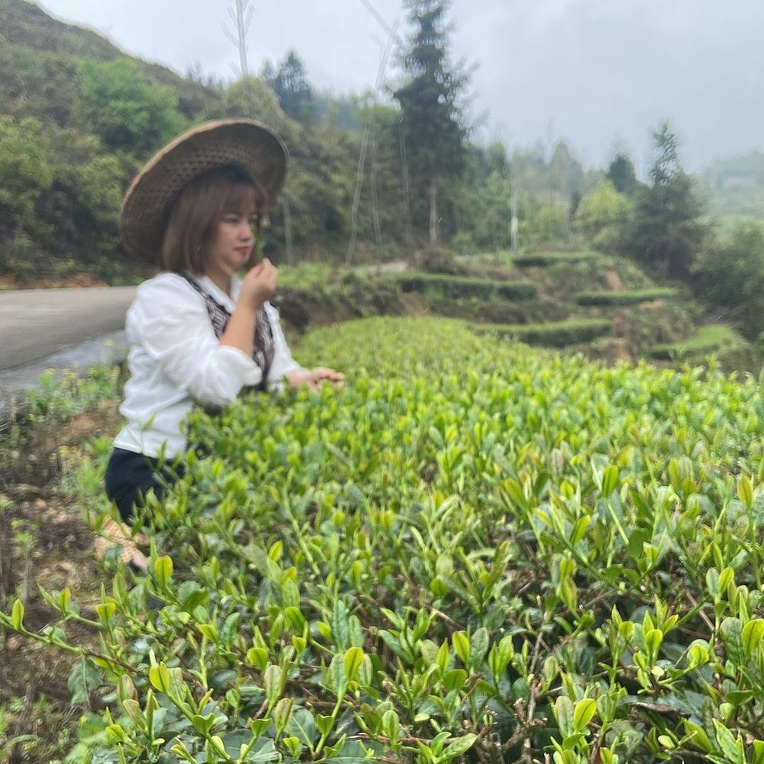 月牵星茶叶