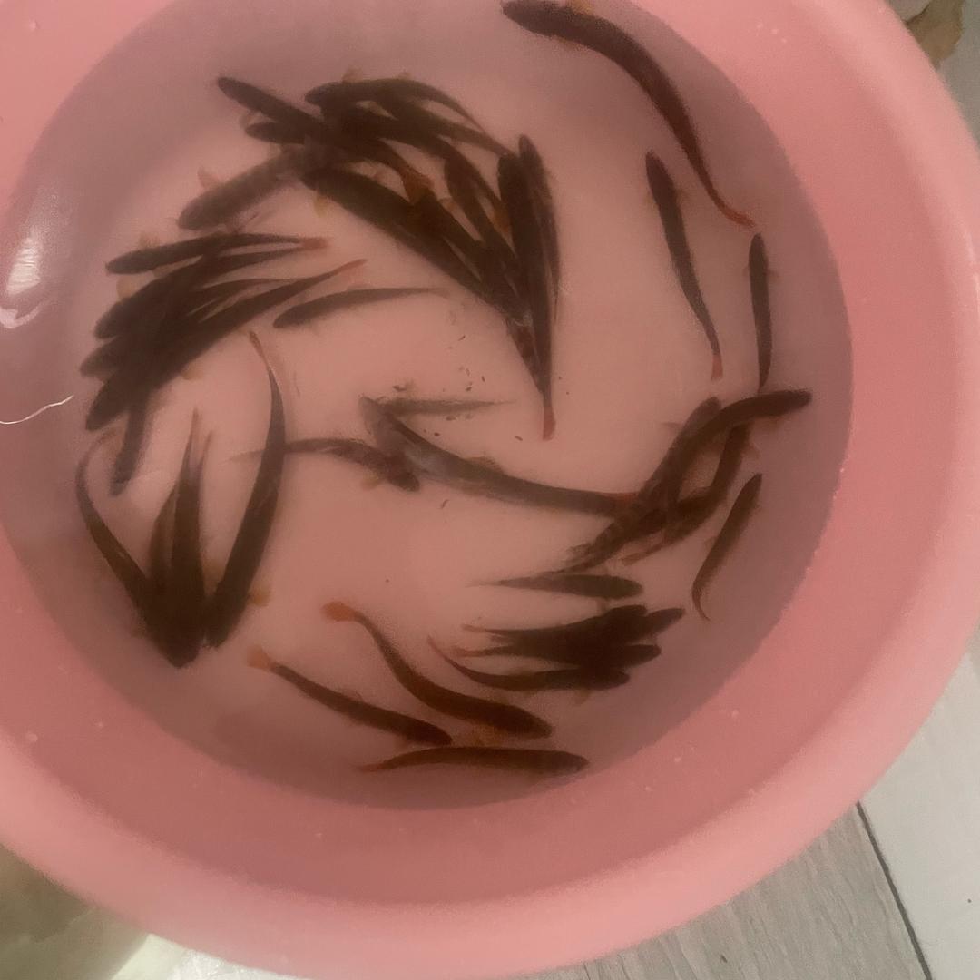 逗逗先生