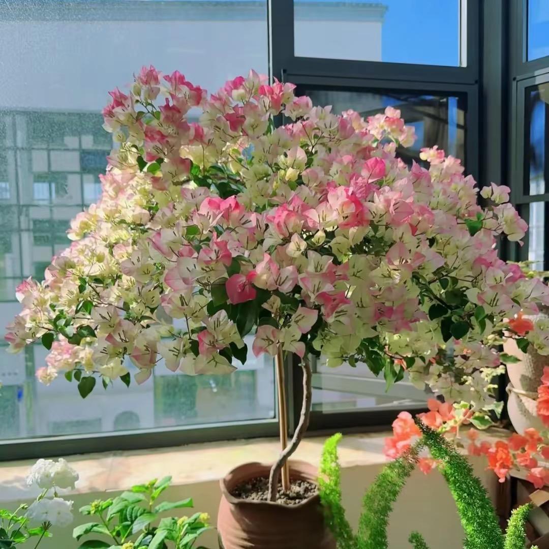 小微爱养花