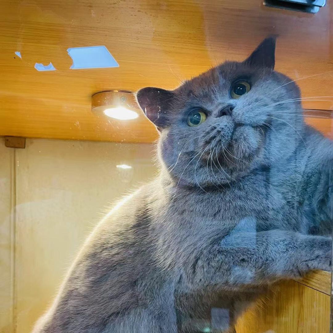 人类高质量狗王