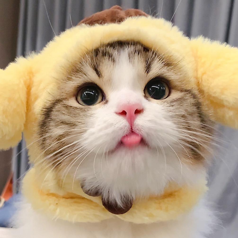 家有胖虎😼