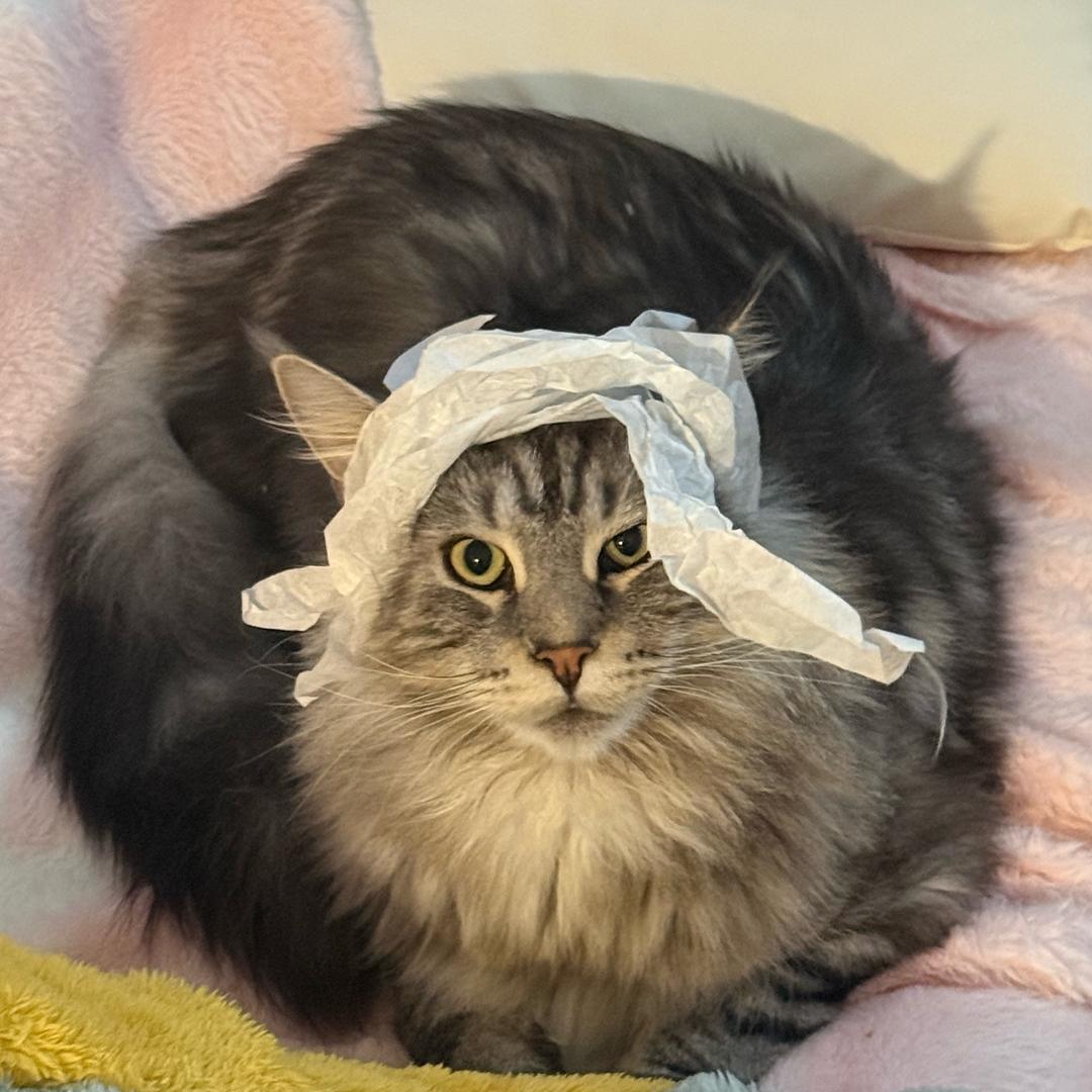 🌈🌈🌈🌈🌈Nikolao.