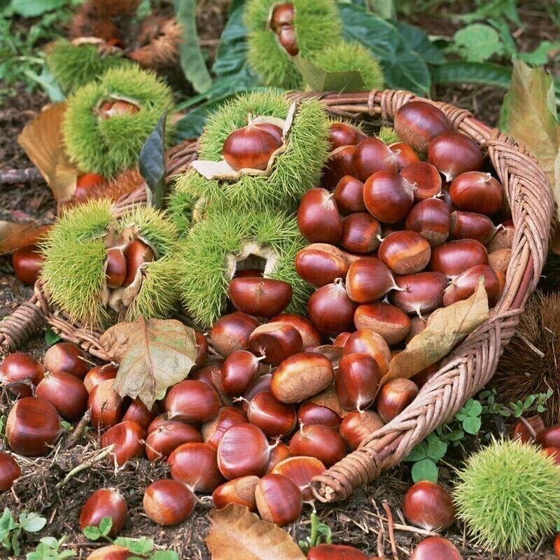 黔寨人家农副产品精选店