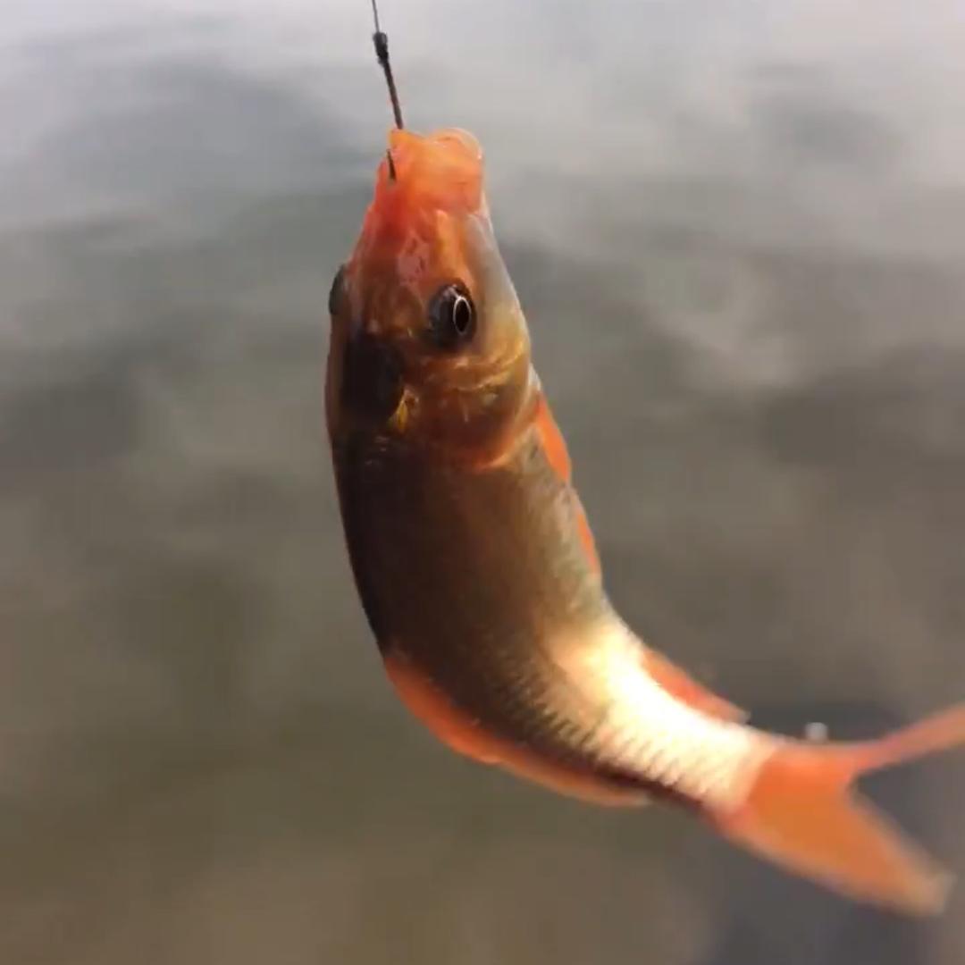东江测饵