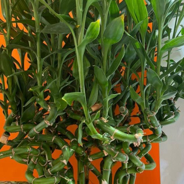 竹节