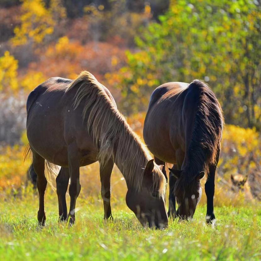 呼伦贝尔旅游攻略