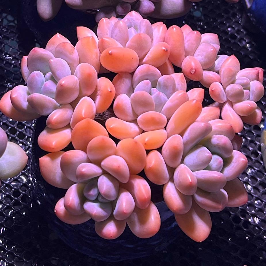 胖嘟嘟的多肉