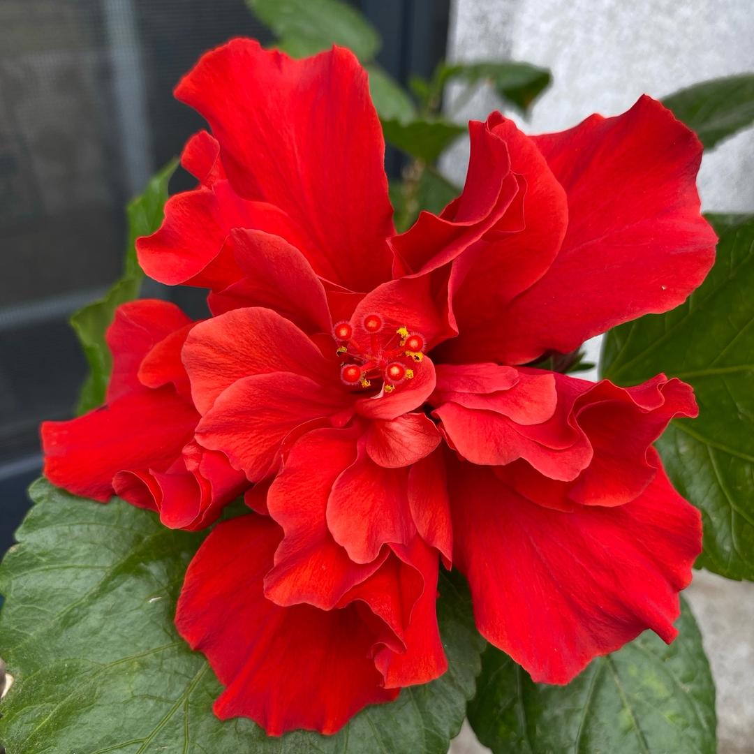 ⚡️随心💓意流🌵