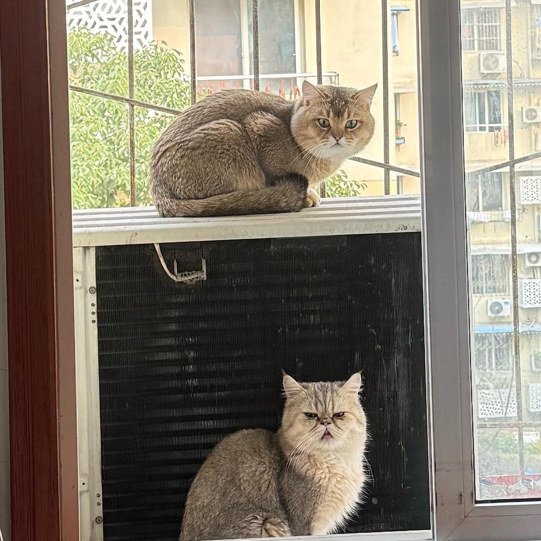 专利软著商标申请