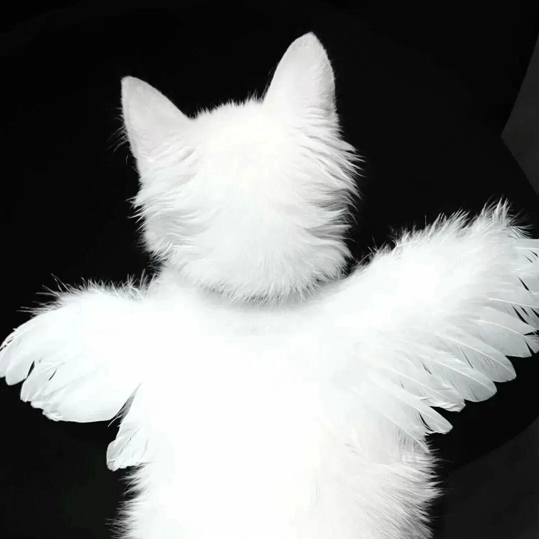 你救了我 我将嫁你为夫