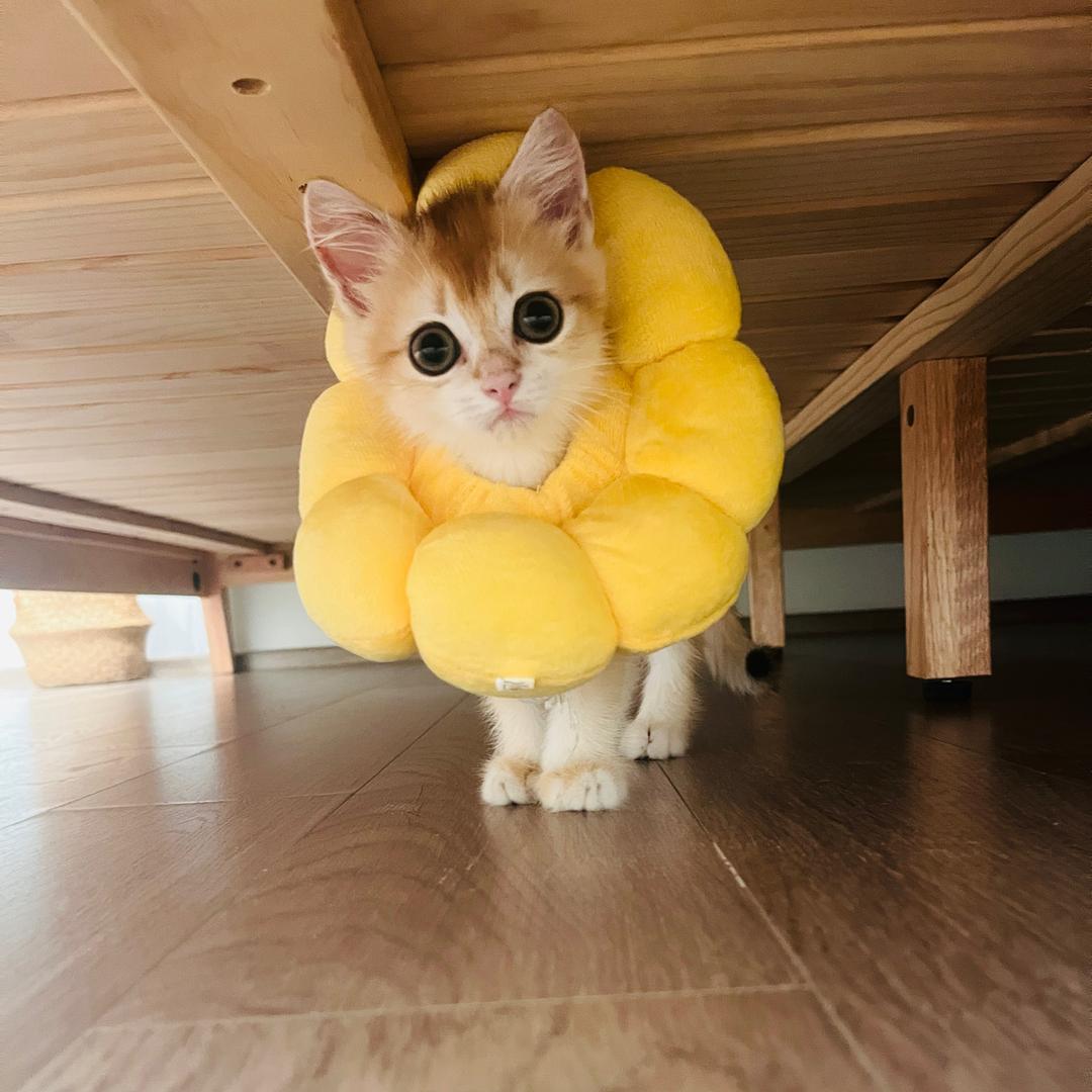 皮皮是只猪🐷