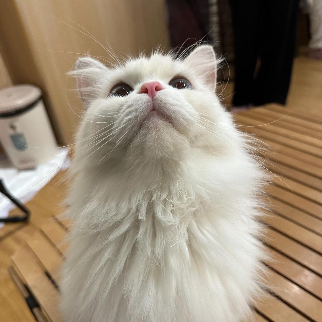 春花fafa