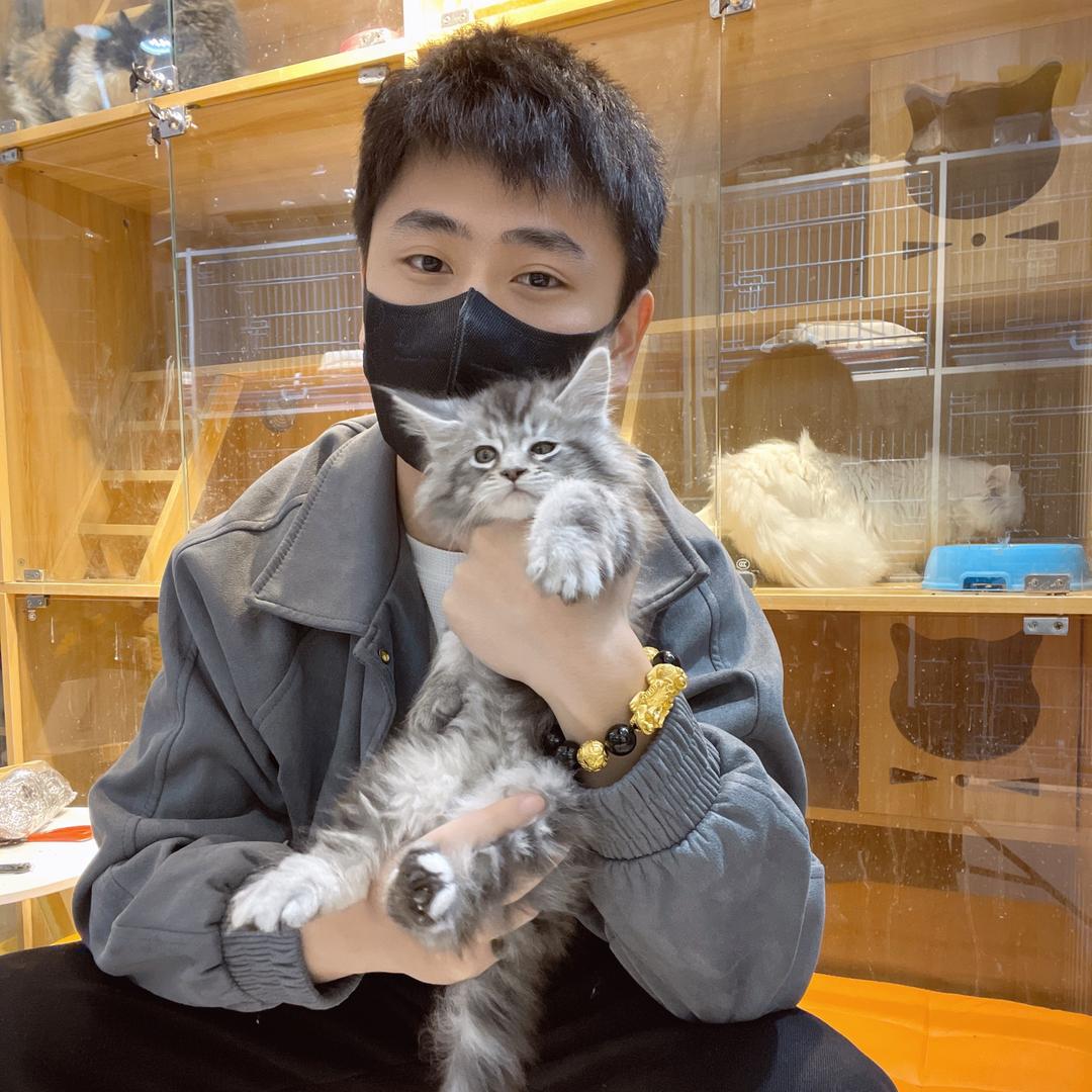 小何宠物猫