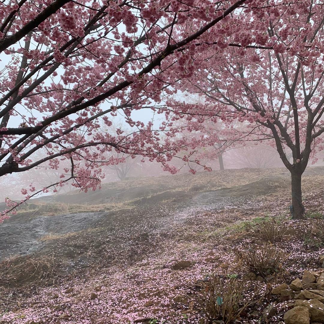 Sunflower向日葵🌻