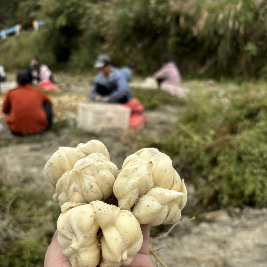 贵州黔汇本草农业优品小铺