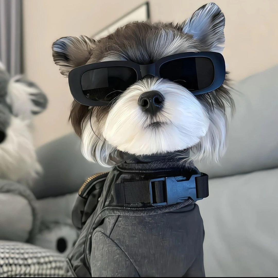 宠物乐园直播号