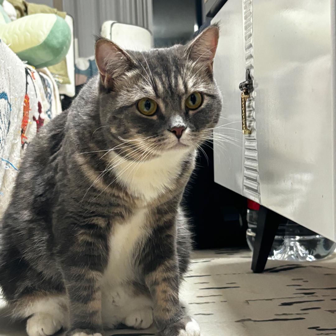 下辈子做小猫