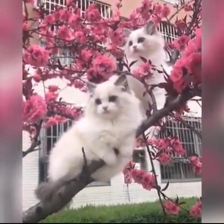 陈晨1