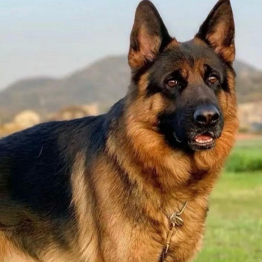 菏泽磊哥犬舍2号#LYCY🐶0828#