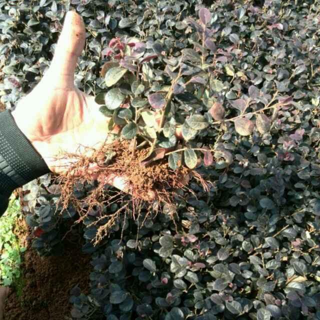 阿亮苗木