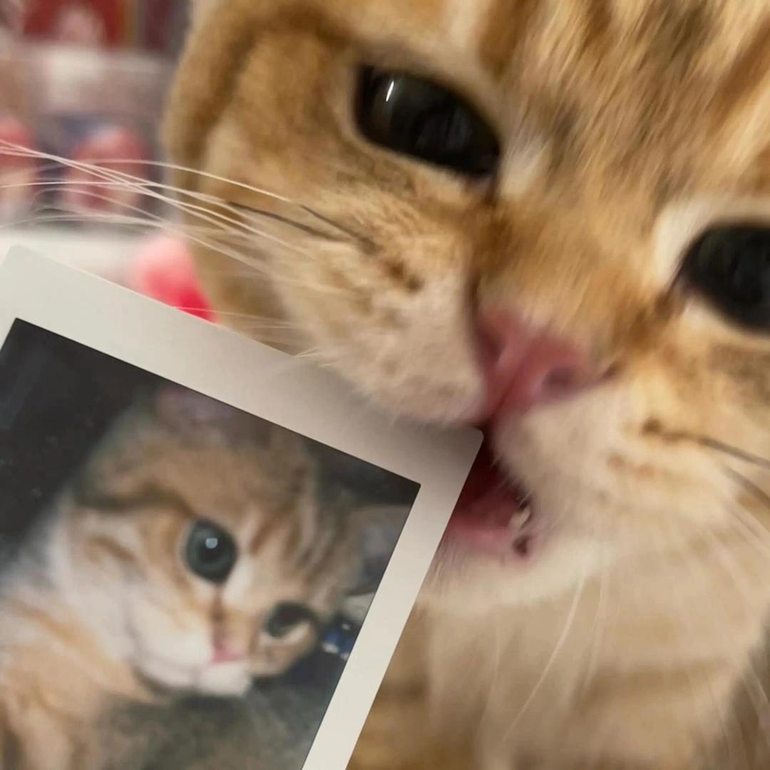 偷橘子的猫