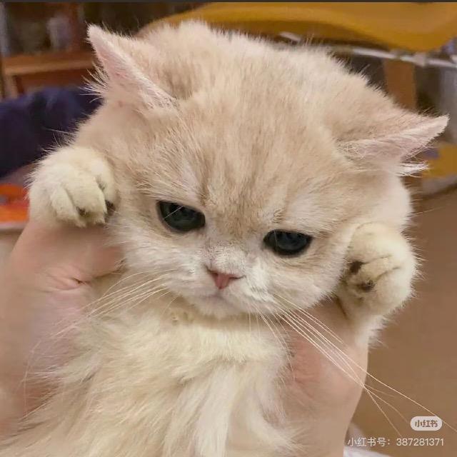@茵茵妈咪