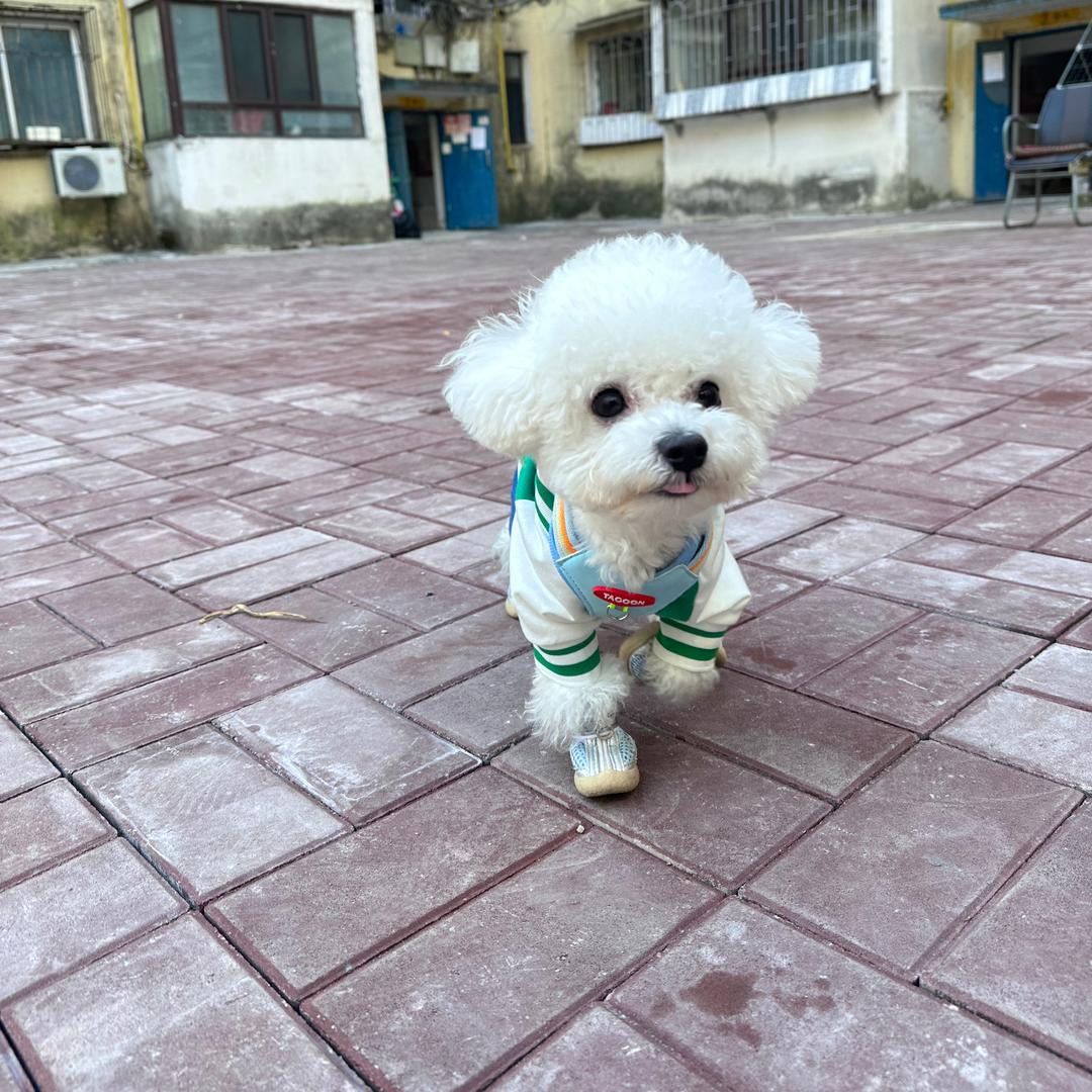 ᰔᩚ 糯米是只🐻小比熊ᰔᩚ
