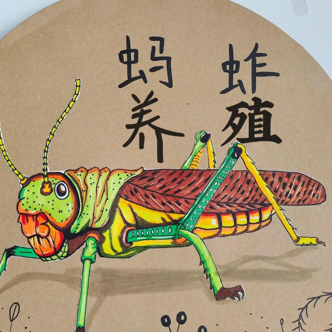 滑集镇大鹏蚂蚱养殖