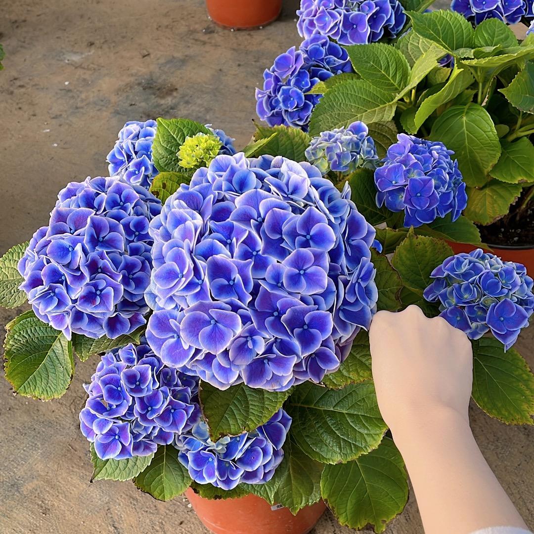 陌上花开种植园