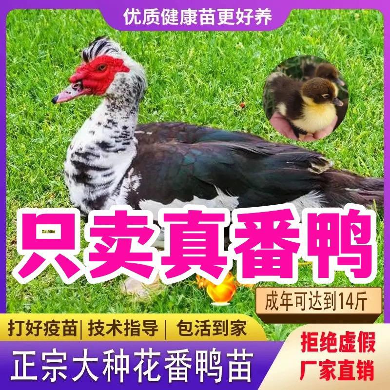 馨桥养殖优选