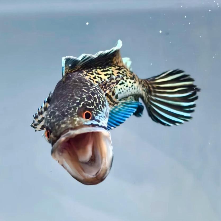 两季雷龙工作室