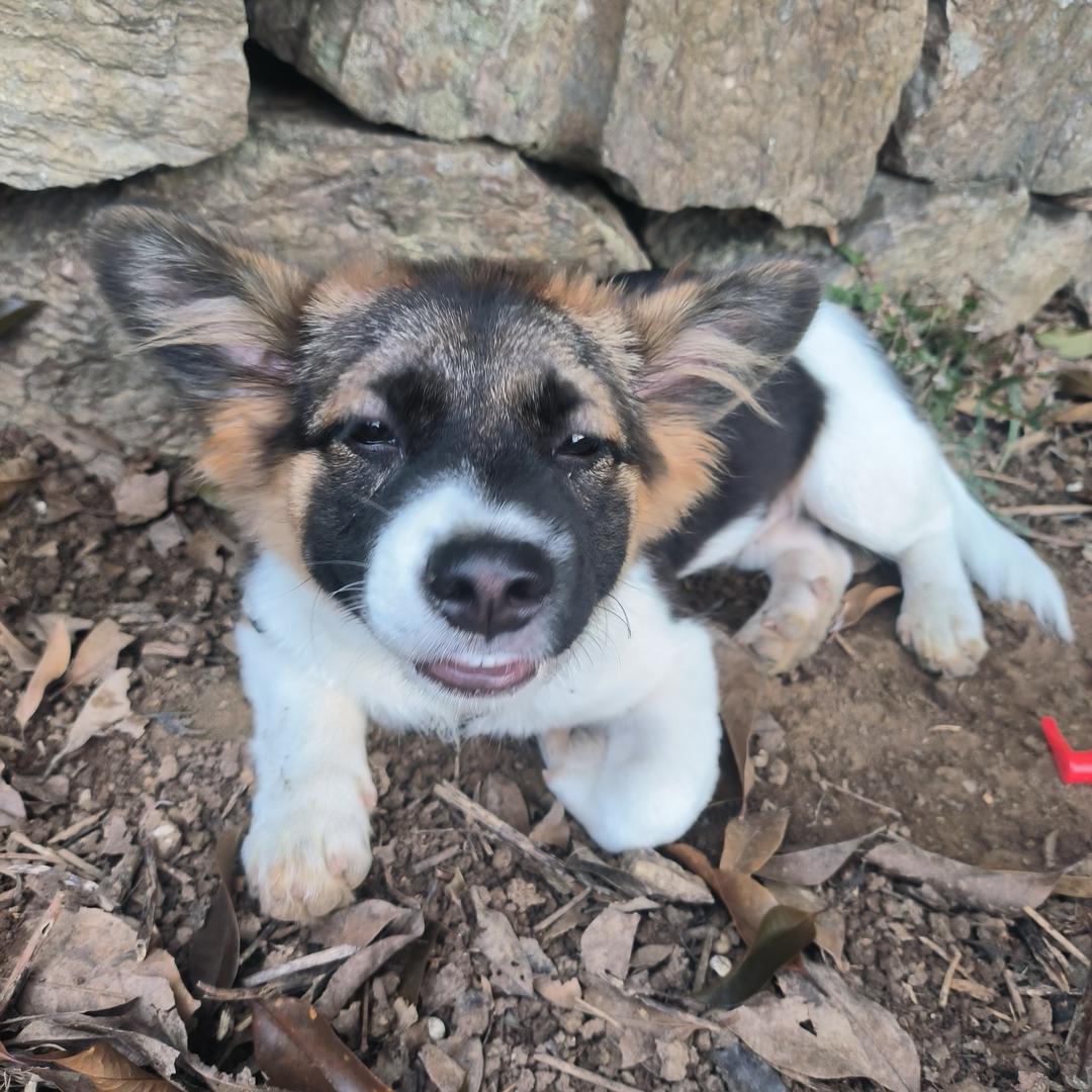 🌈🌈一只小旺财