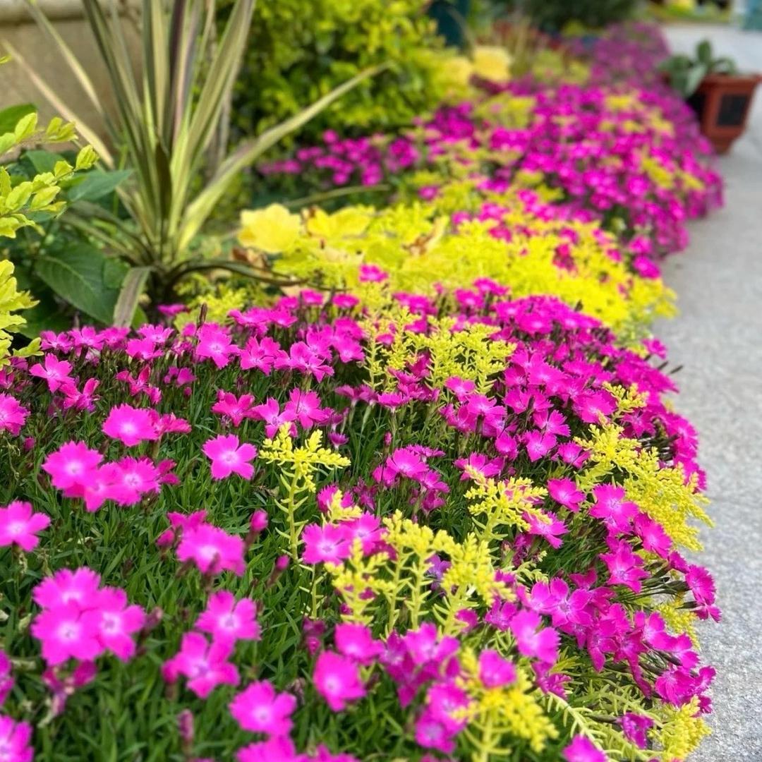 泽先花卉