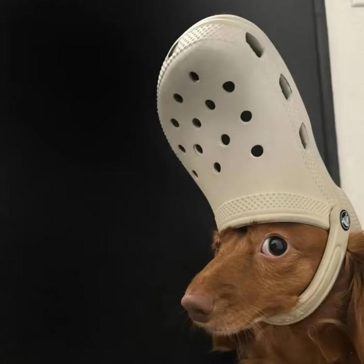 🐭