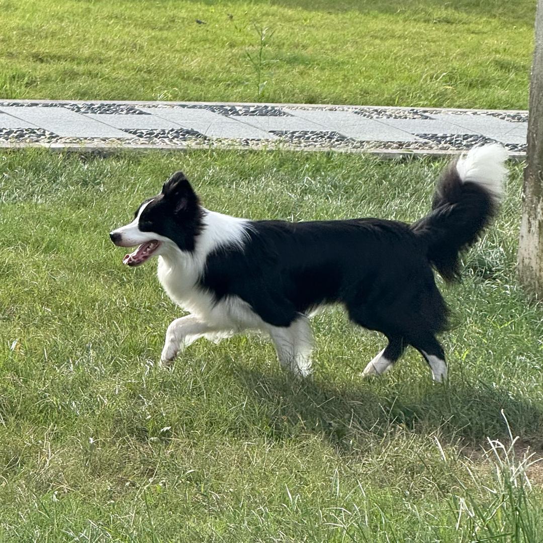 七崽是边牧🐶