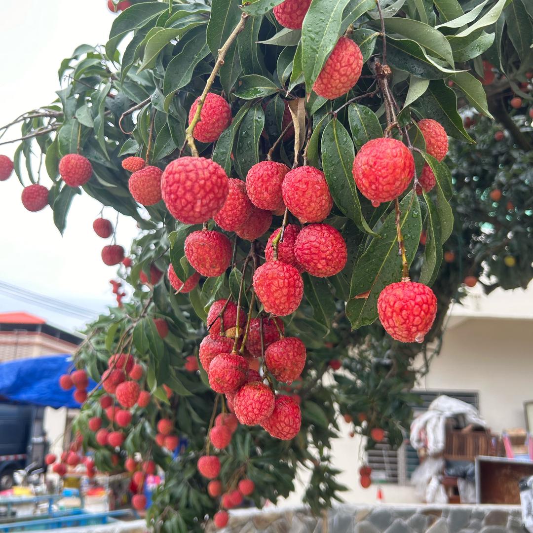 岭南生鲜