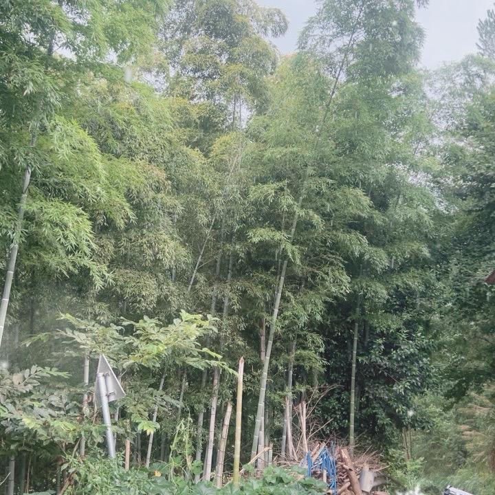 唐哥