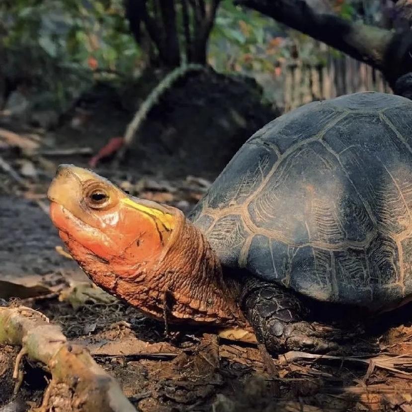 达达家的黄缘龟
