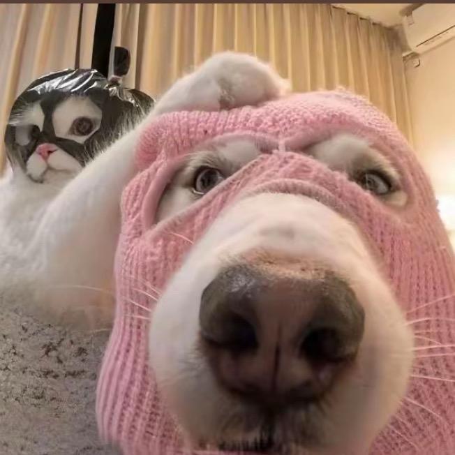 老鹰抓小鸡．呱呱呱